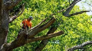 tree service grants pass