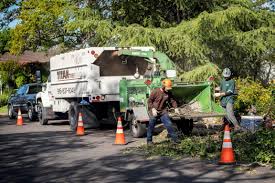 tree trimming service sacramento