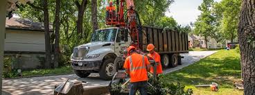 Residential Tree Service