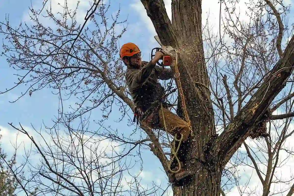 cheap tree service near me