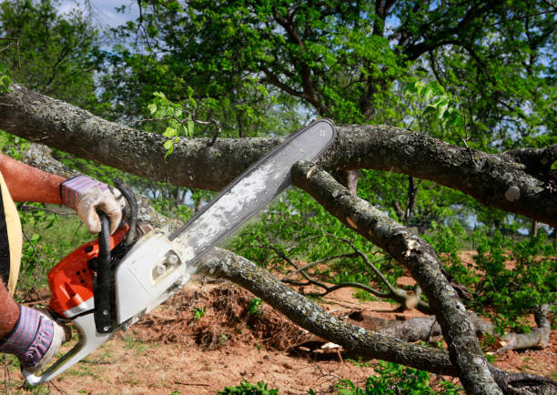 Tree Cutting Service Near Me