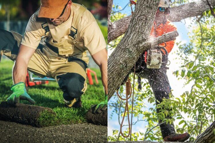 Arborist Tree Service