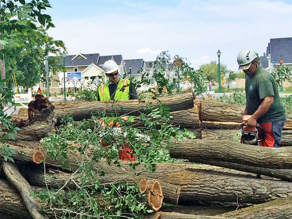 tree experts