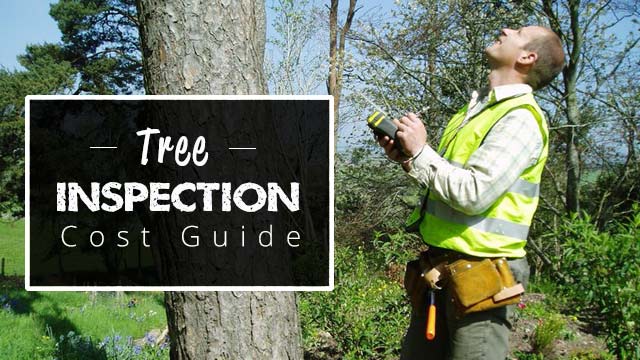 Comprehensive tree health inspection near me