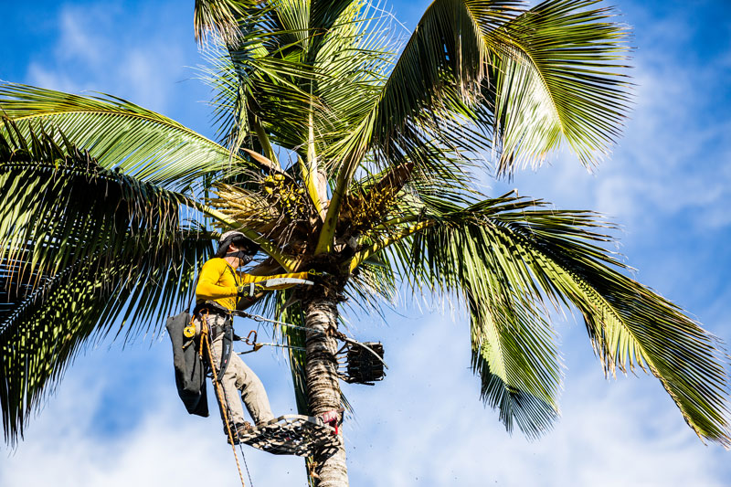 cheap tree removal