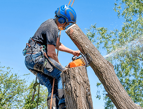 Tree Cutting Service