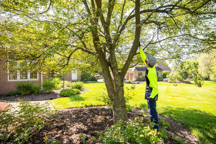 cheap tree removal