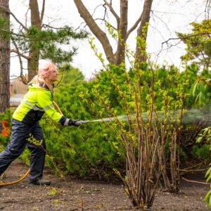 Pest control for trees