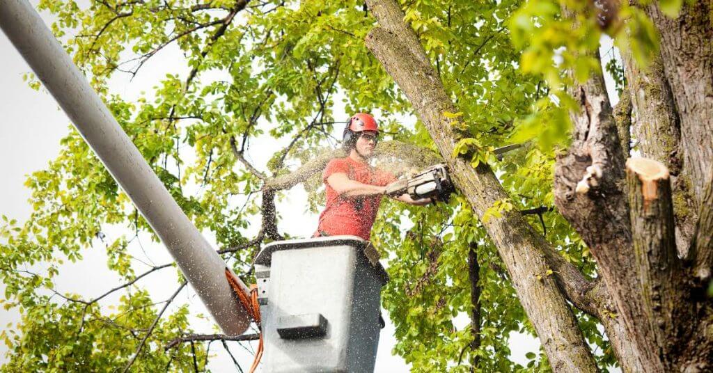 Professional Tree Services