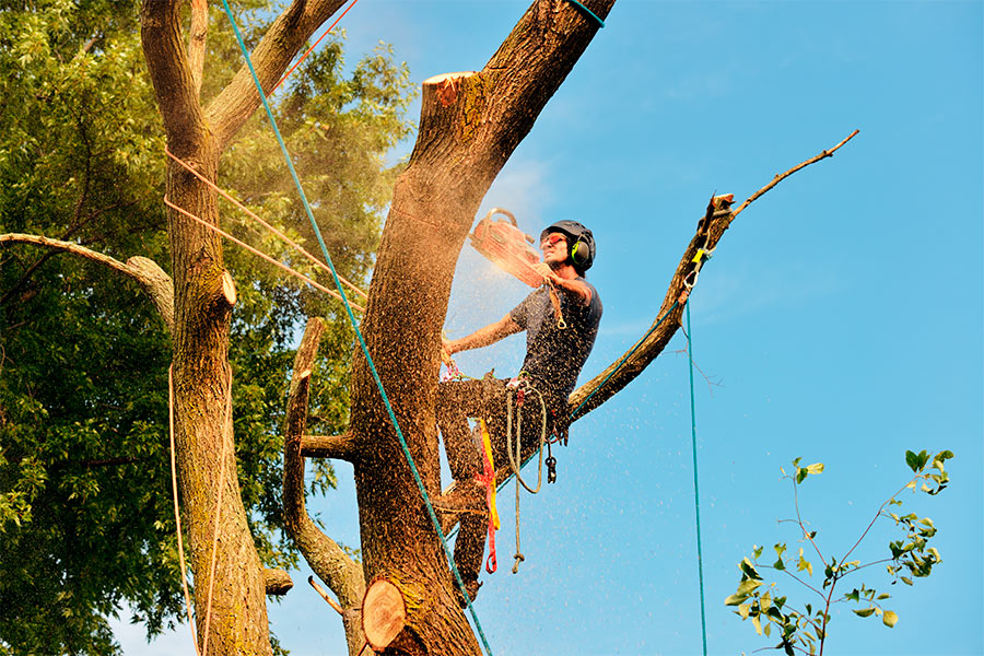 tree removal eugene