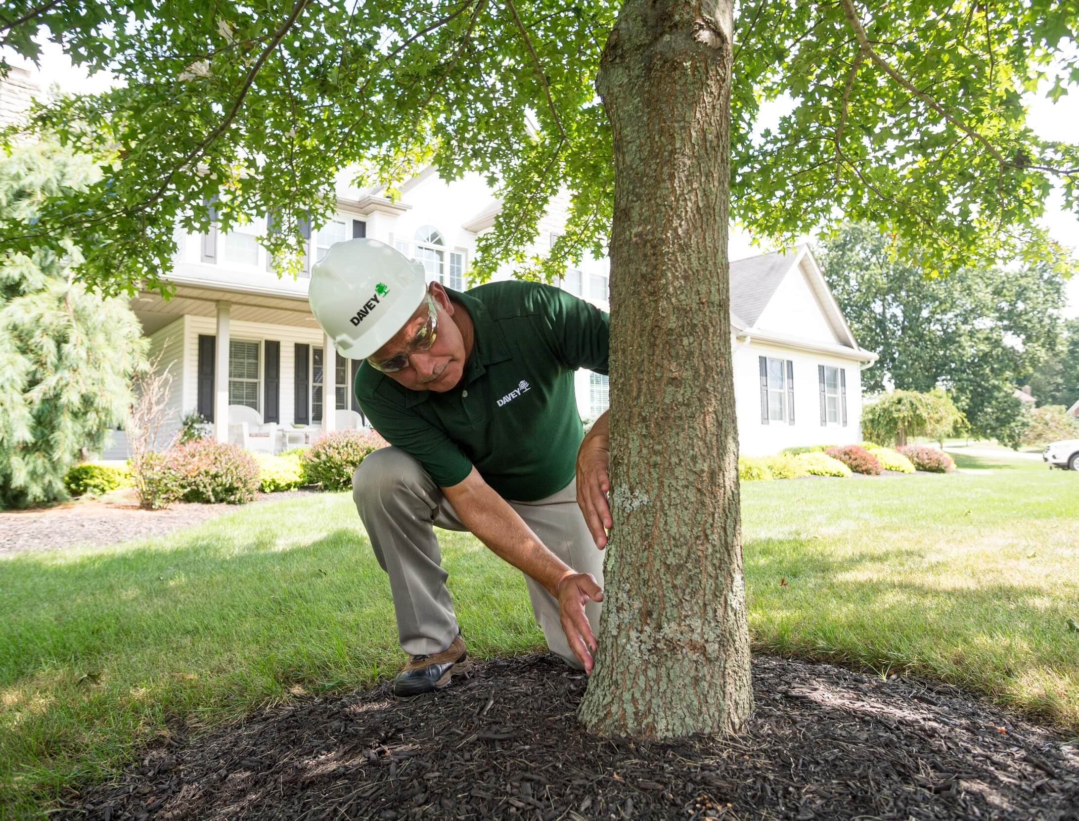 tree service sacramento