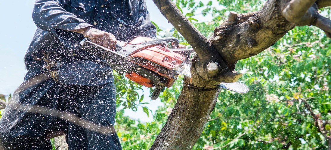 cheap tree removal near me