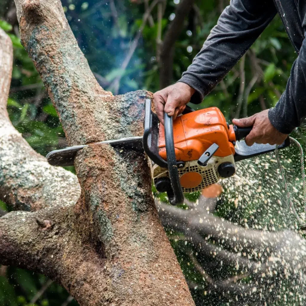 tree service sacramento