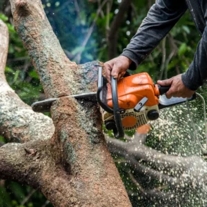 tree service sacramento