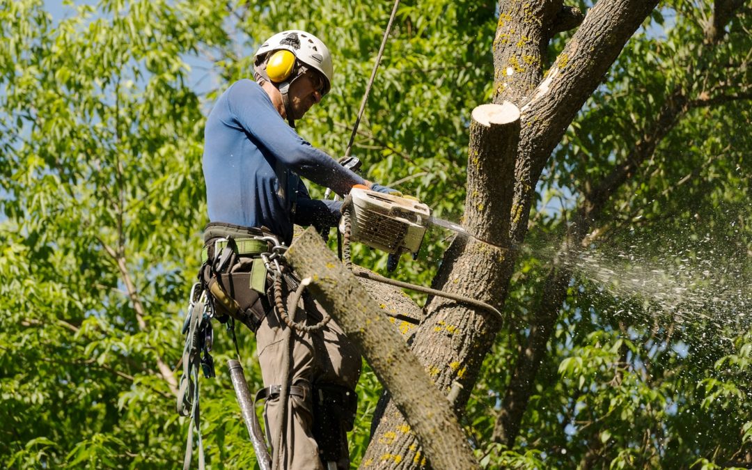 local tree removal service