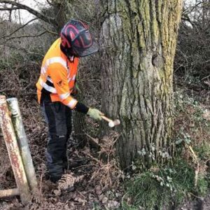 Tree Inspection