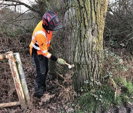 Tree Inspection