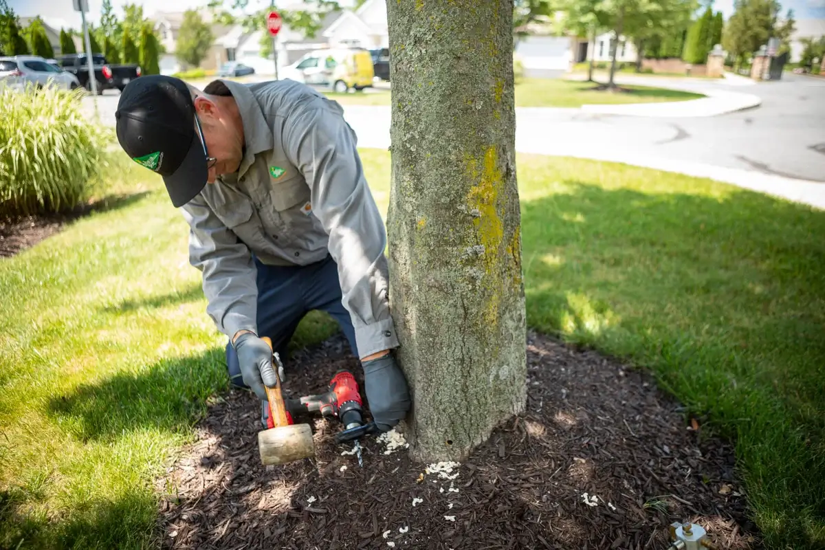 Tree Specialists 