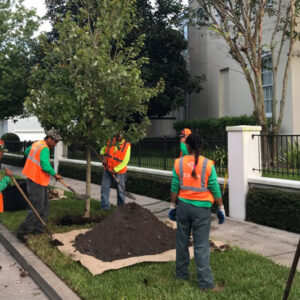 landscaping and tree service