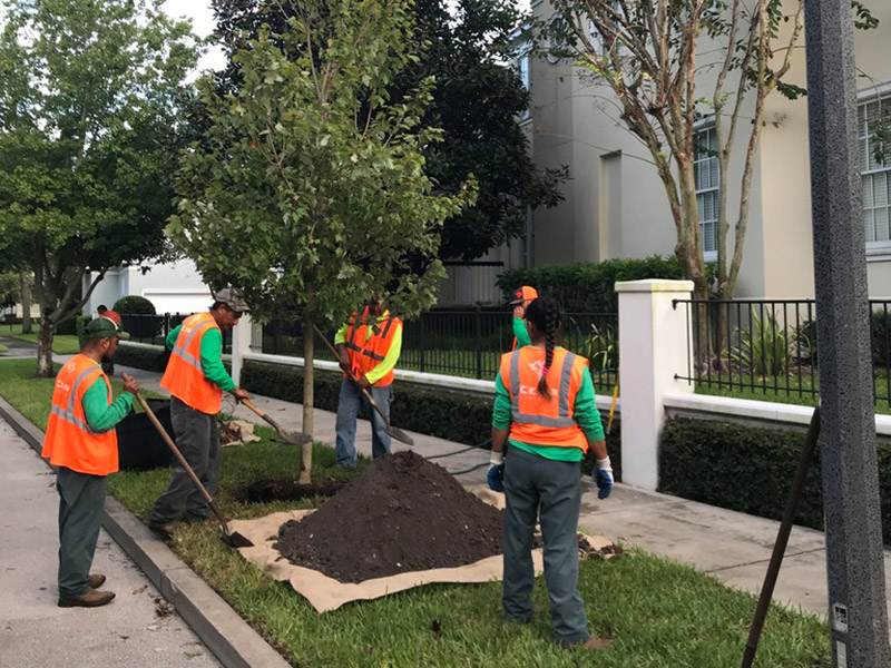 landscaping and tree service