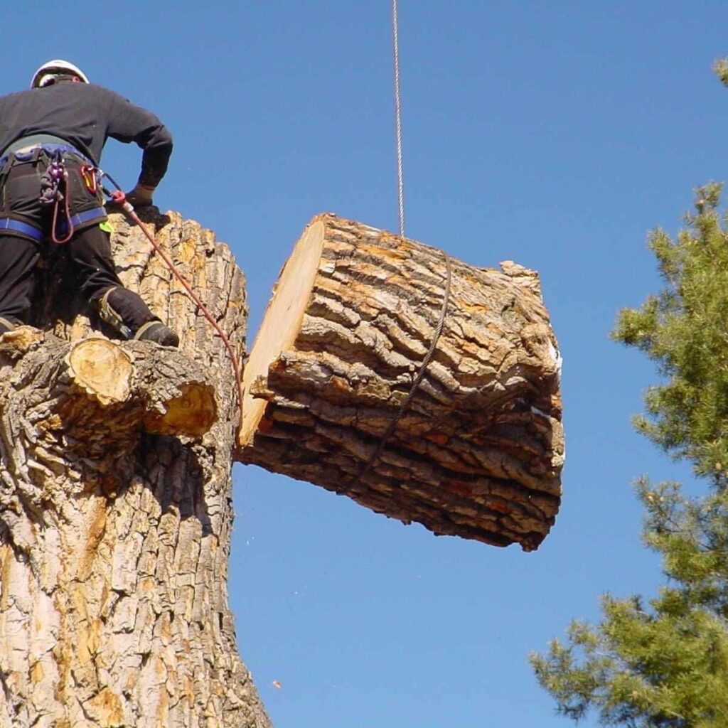 Tree Cutting Service Near Me