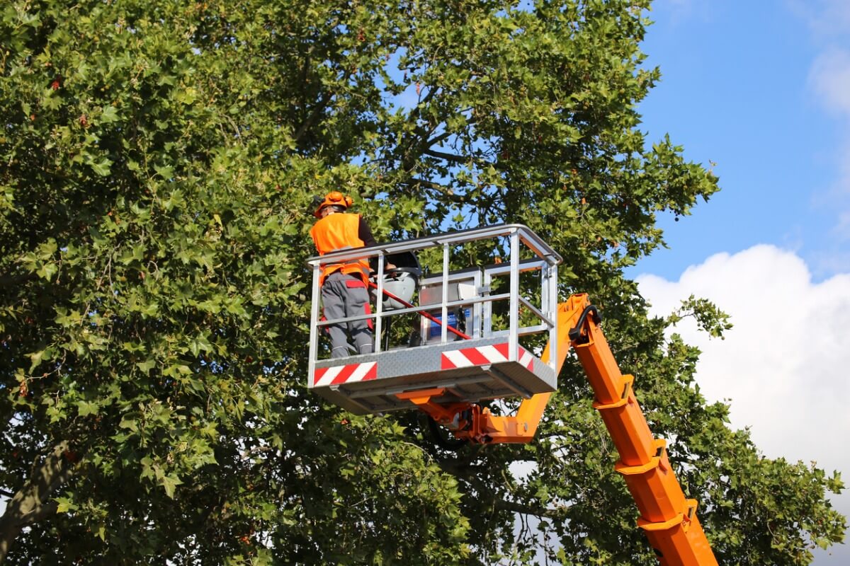 tree cutting business