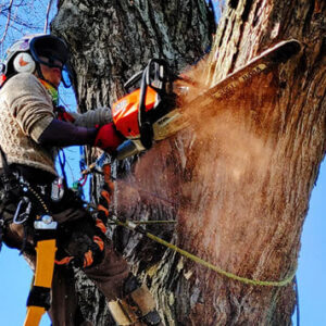 Residential Tree Service