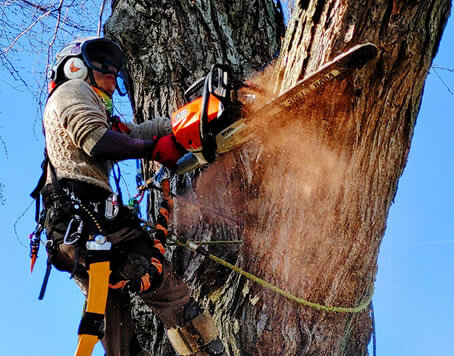 Residential Tree Service