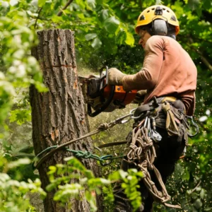 local tree removal service