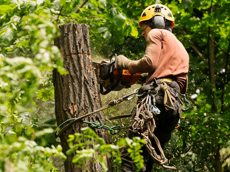 local tree removal service