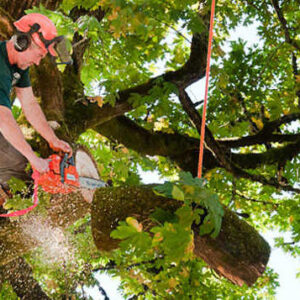 tree service fresno