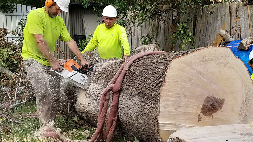 tree service daytona beach