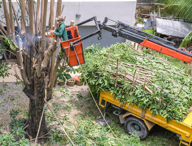 tree removal elyria ohio