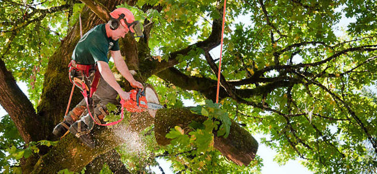 tree service fresno