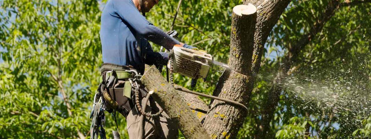 tree removal sacramento