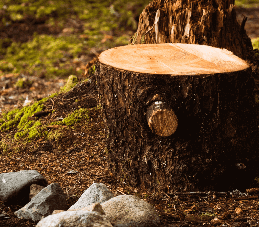 tree stump removal cost