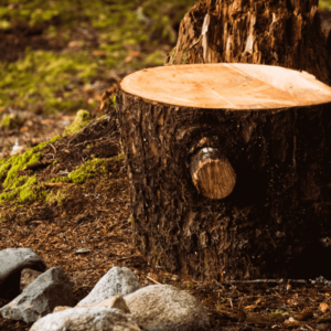 tree stump removal cost