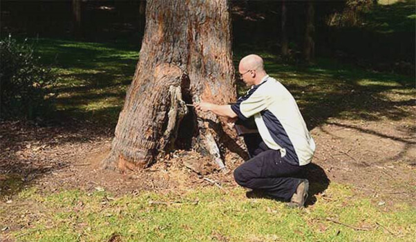 Tree Inspection