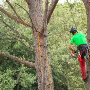 tree trimming service sacramento