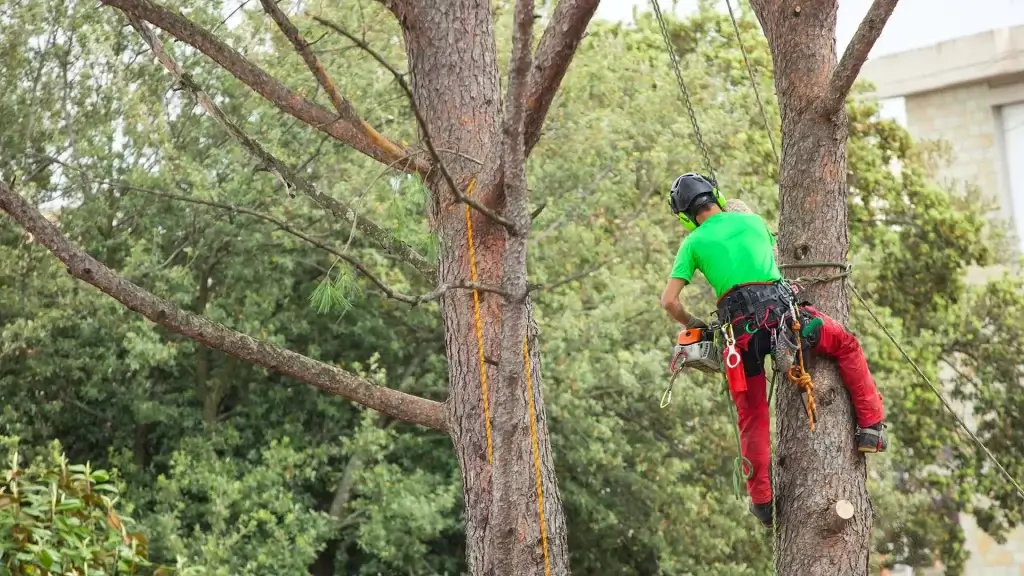 tree trimming service sacramento