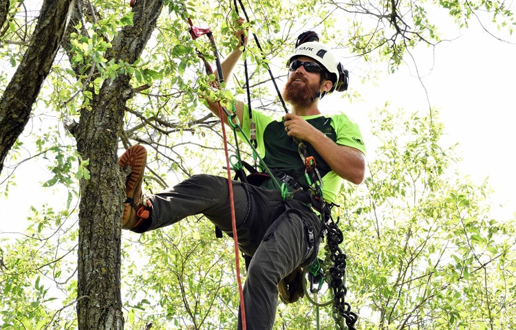 quality tree trimming