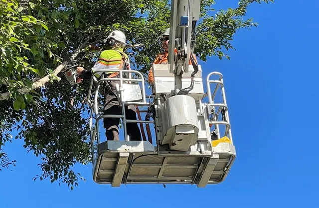 tree services ipswich