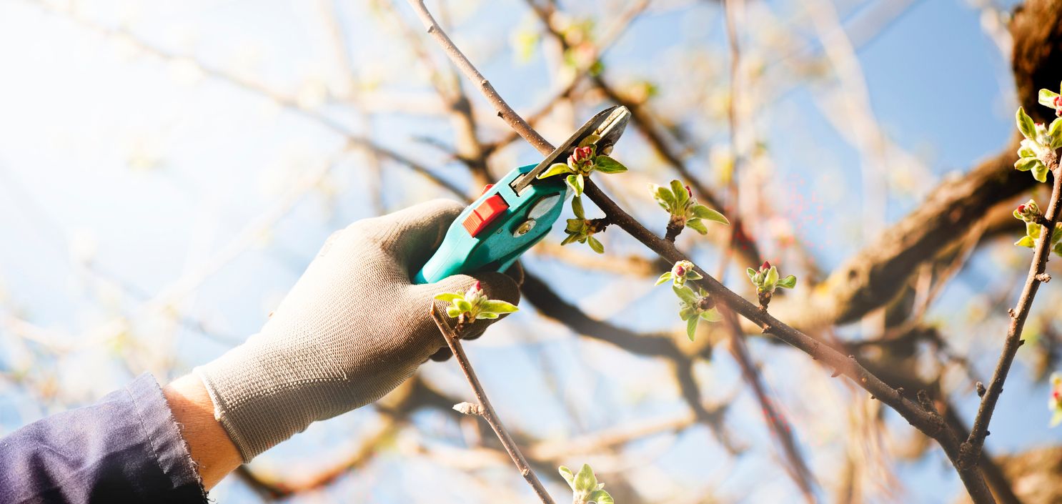 spring tree care