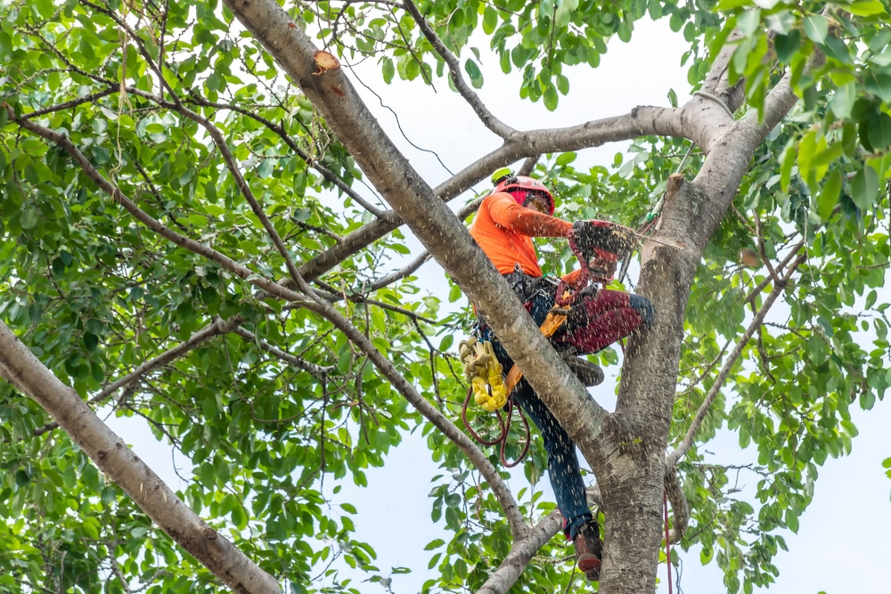 tree service business cards