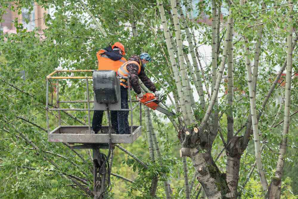 Tree Cutting Service Near Me