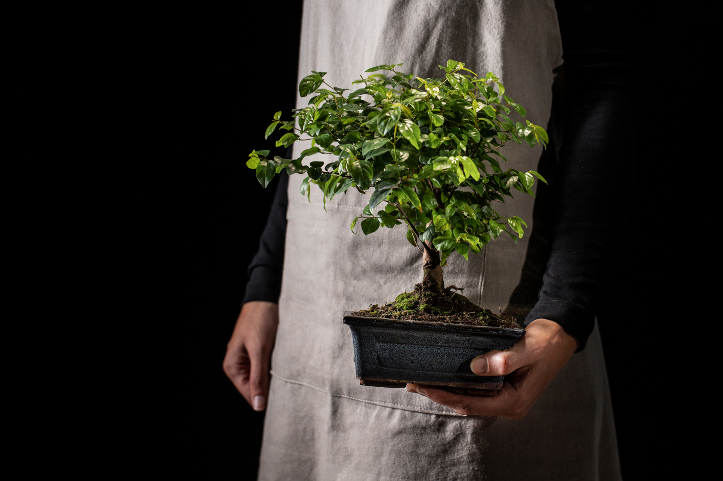 how to grow a bonsai tree