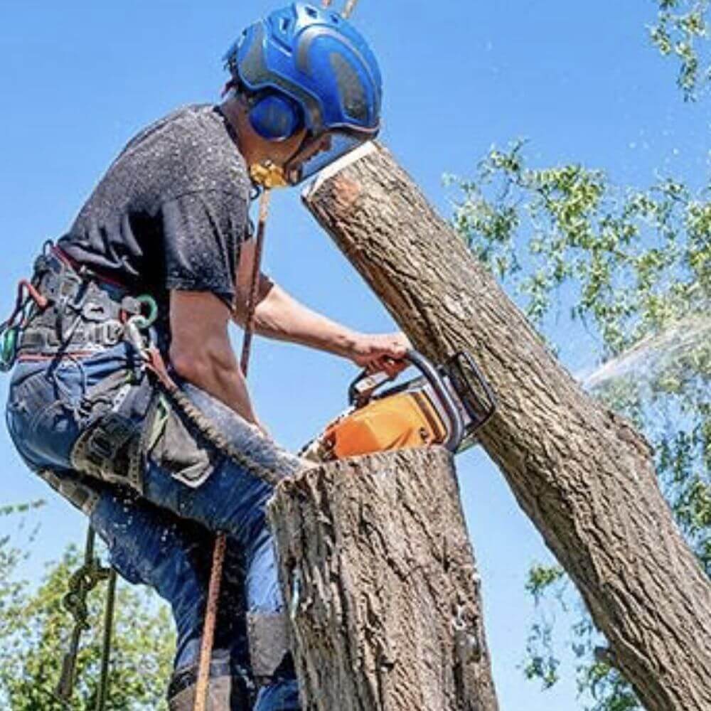 best tree service atlanta