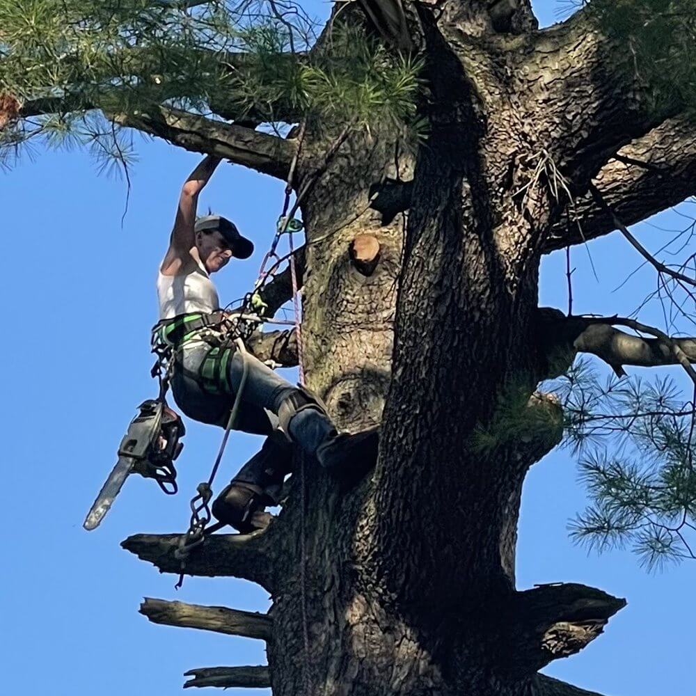 Free Arborist Near Me