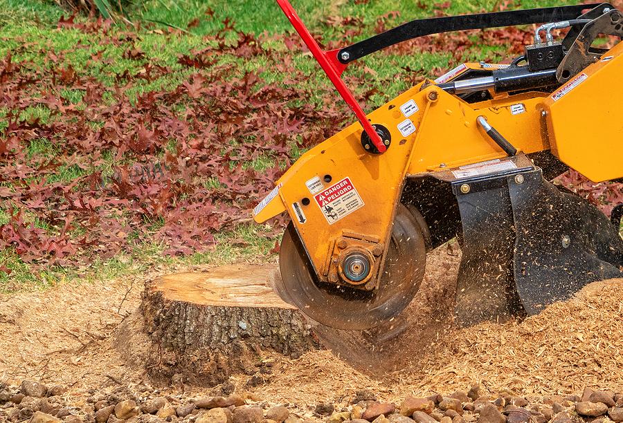 tree stump removal cost
