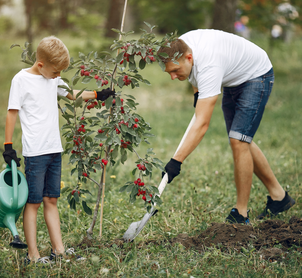 how to plant fruit trees